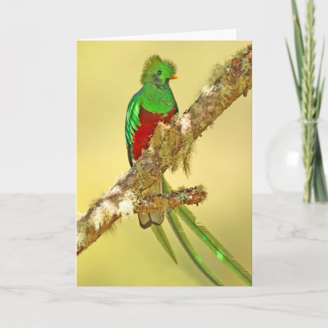 Resplendent Quetzal male Card (Front)