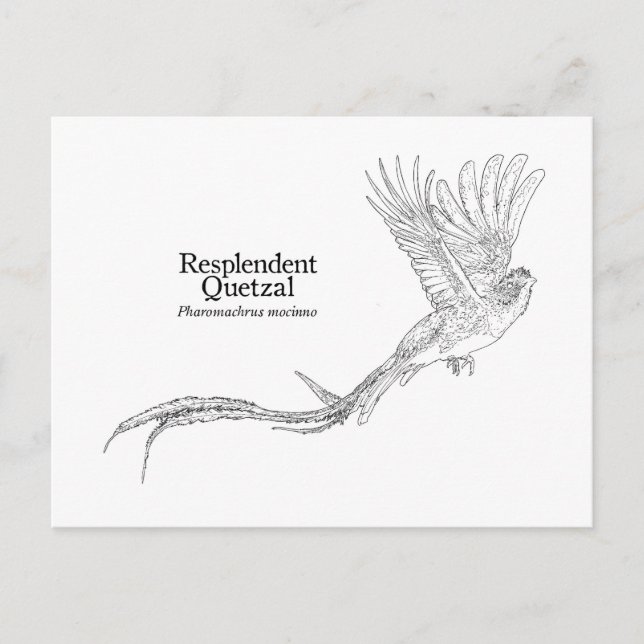 Resplendent Quetzal Postcard (Front)