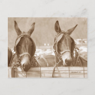 Restin' Easy Postcard