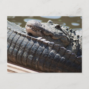 Resting Alligator Postcard