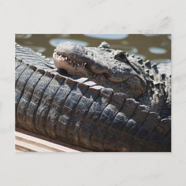 Resting Alligator Postcard (Front)