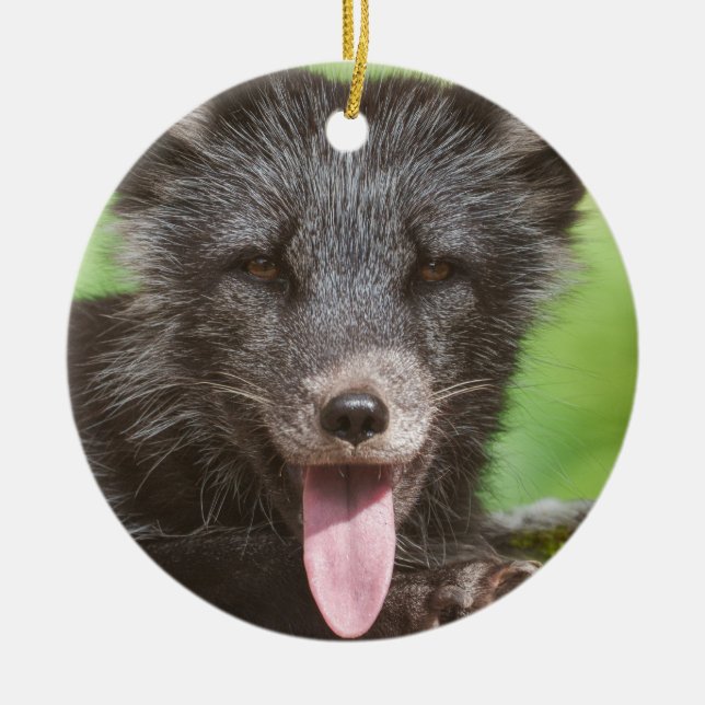 Resting Arctic Fox Ceramic Ornament (Front)