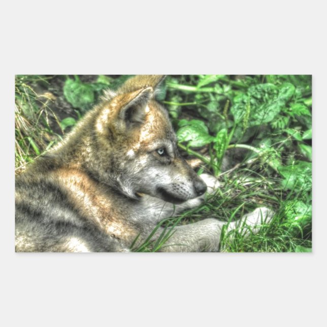Resting Baby Wolf Pup Wildlife Photo Rectangular Sticker (Front)
