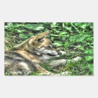 Resting Baby Wolf Pup Wildlife Photo