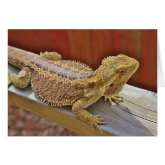 Resting Bearded Dragon 2