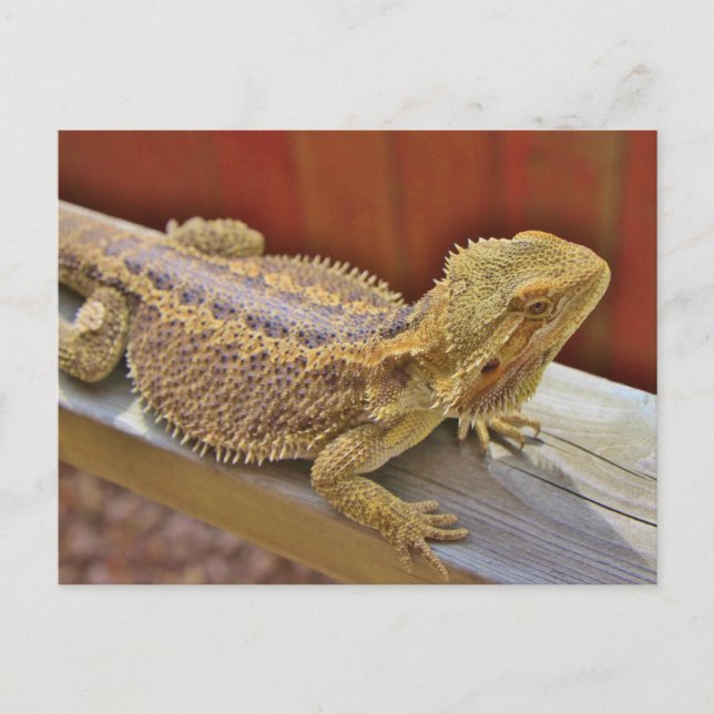 Resting Bearded Dragon 2 Postcard (Front)