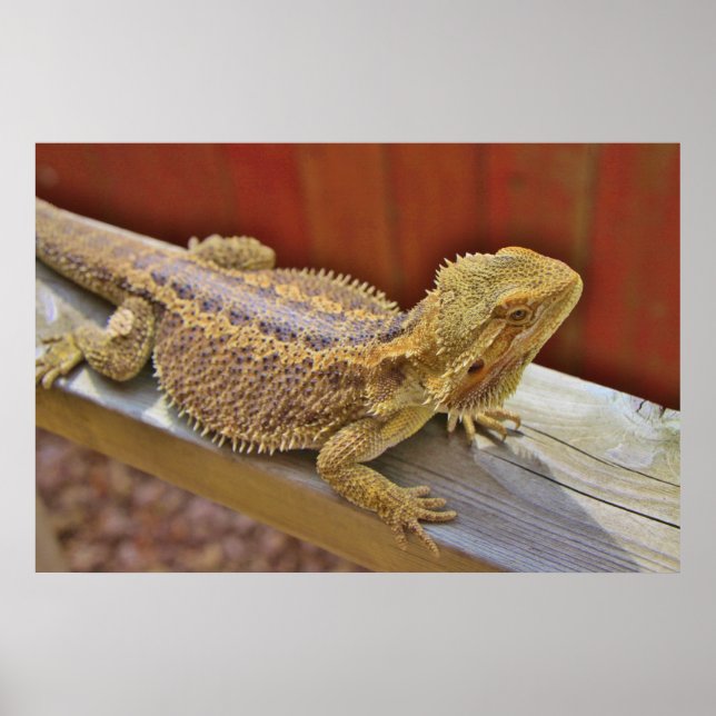 Resting Bearded Dragon 2 Poster (Front)
