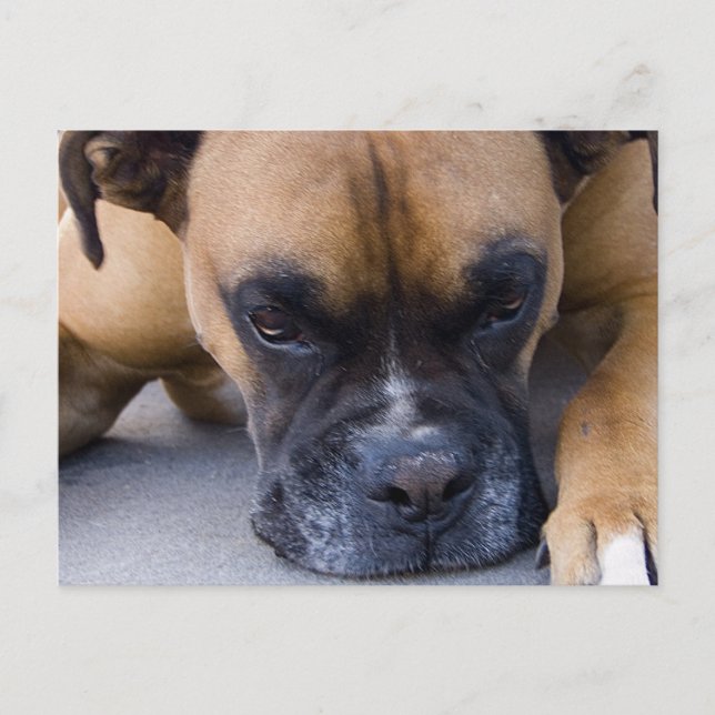 Resting Boxer Dog Postcard (Front)