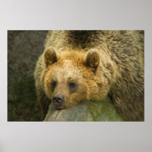 Resting Brown Bear  Poster