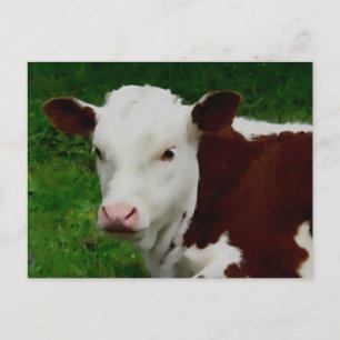 Resting Calf Postcard