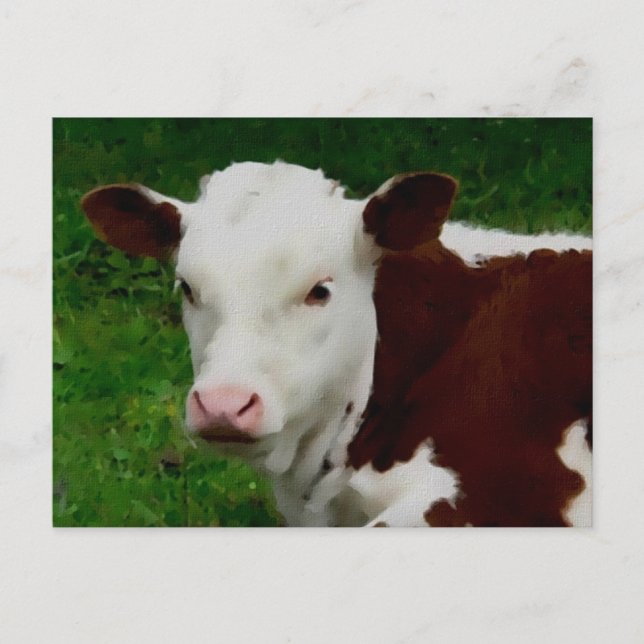 Resting Calf Postcard (Front)