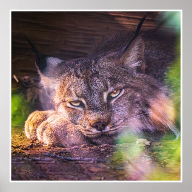 Resting Canada Lynx Wildlife Portrait Print Poster (Front)