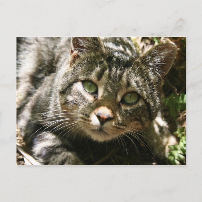 Resting Cat Postcard (Front)