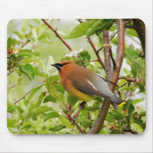 Resting Cedar Waxwing Mouse Pad
