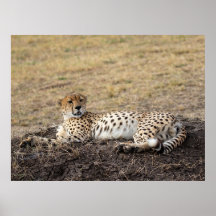 Resting Cheetah – Fine Art Wildlife Poster