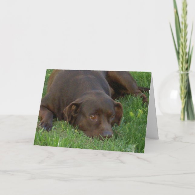 Resting Chocolate Lab Greeting Cards (Front)