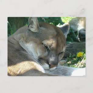 Resting Cougar Postcard
