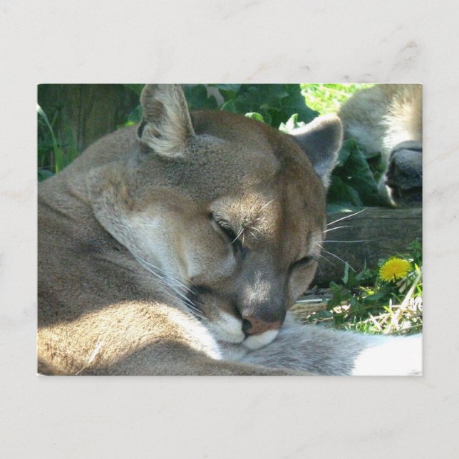 Resting Cougar Postcard (Front)