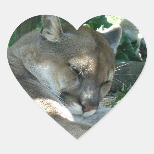 Resting Cougar Stickers (Front)