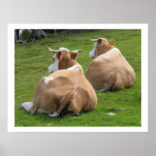 Resting Cows in Pasture Poster