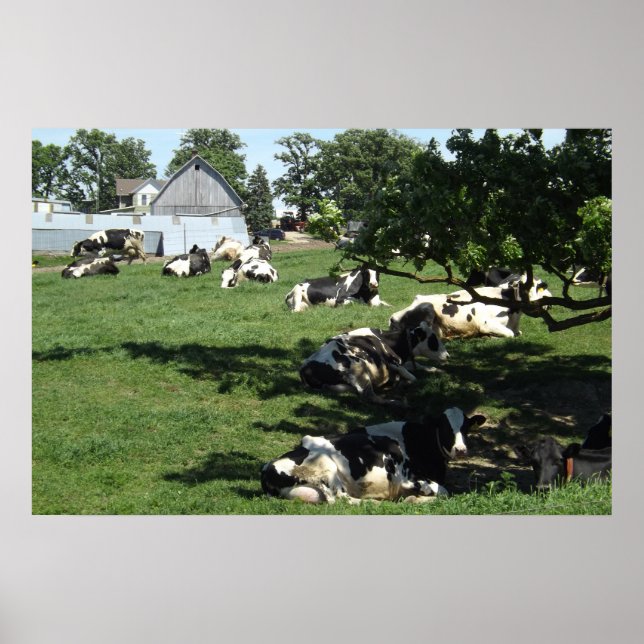 Resting Cows on the Farm Photography Midwest Poste Poster (Front)
