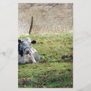 Resting Dairy Cow