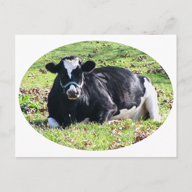 Resting Dairy Cow Circle White Background Postcard (Front)