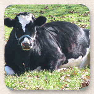 Resting Dairy Cow Green Vintage Postmarks Back Coaster