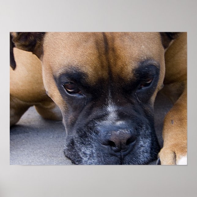 Resting Dog Boxer Poster (Front)