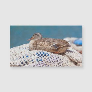 Resting Duck