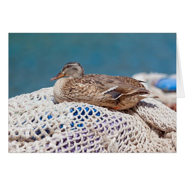 Resting Duck (Front Horizontal)