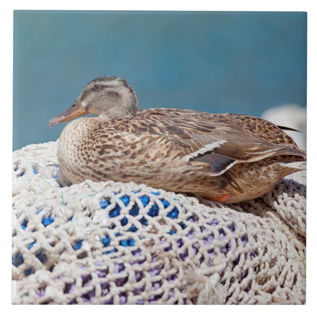 Resting Duck Ceramic Tile (Front)