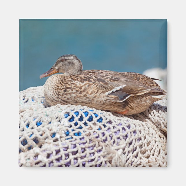 Resting Duck Magnet (Front)
