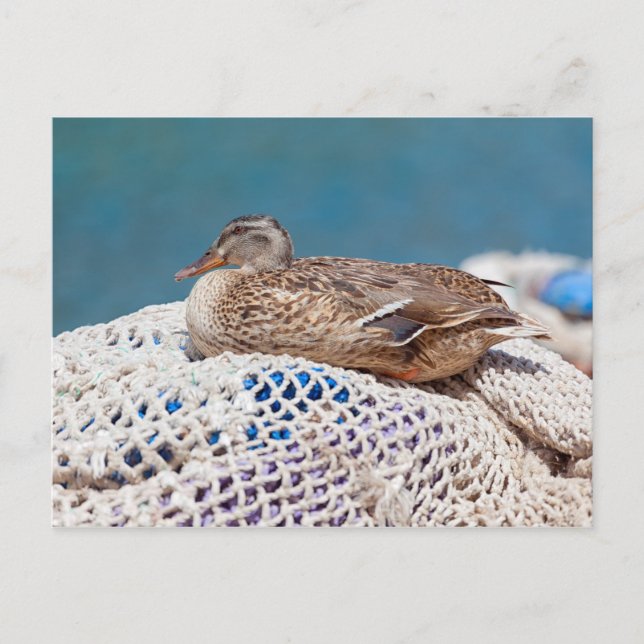 Resting Duck Postcard (Front)