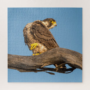 Resting Falcon Wildlife – Bird of Prey Art Print Jigsaw Puzzle