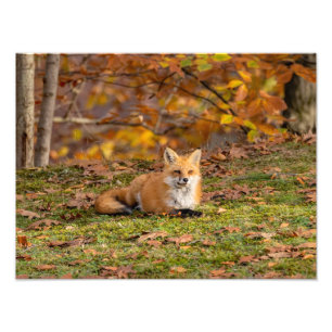 Resting Fall Fox Photo Print