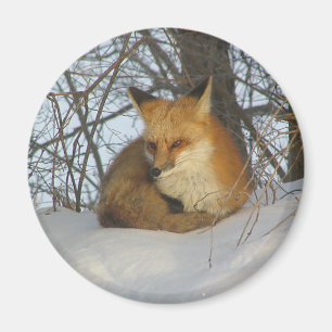 Resting Fox Magnet