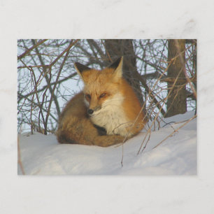 Resting Fox Postcard