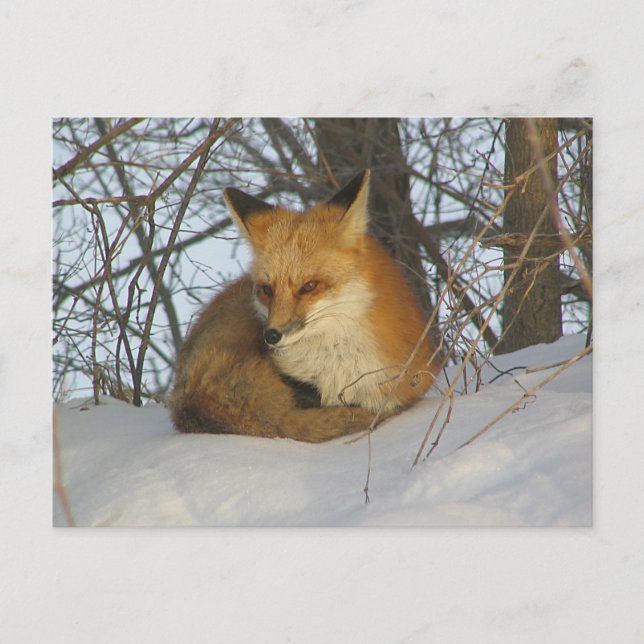 Resting Fox Postcard (Front)