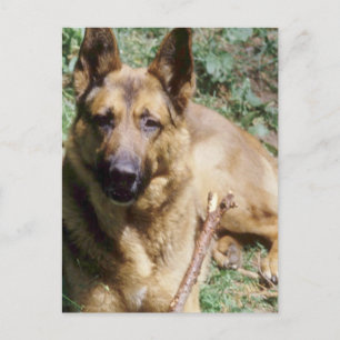 Resting German Shepherd Postcard