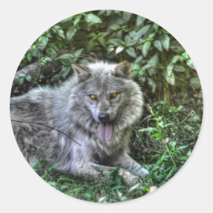 Resting Grey Wolf 3 Wildlife Gift Classic Round Sticker