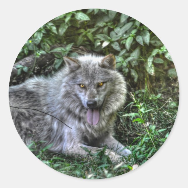 Resting Grey Wolf 3 Wildlife Gift Classic Round Sticker (Front)