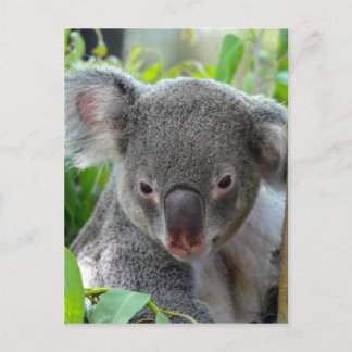 Resting, Happy Koala Postcard