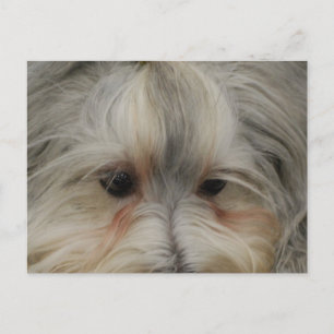 Resting Havanese Dog Postcard