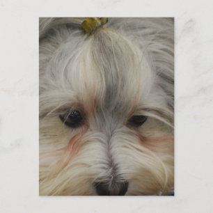 Resting Havanese Dog Postcard
