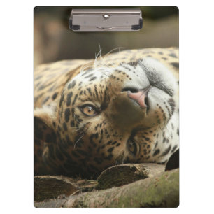 Resting Jaguar Clipboard