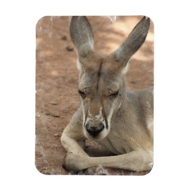 Resting Kangaroo  Premium Magnet (Vertical)