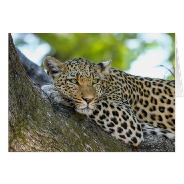 Resting Leopard (Front Horizontal)