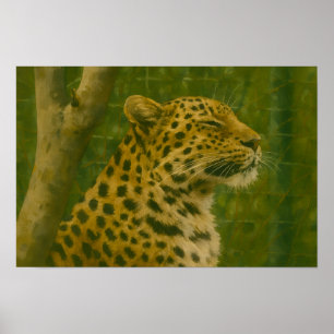Resting Leopard in Sanctuary Setting Poster