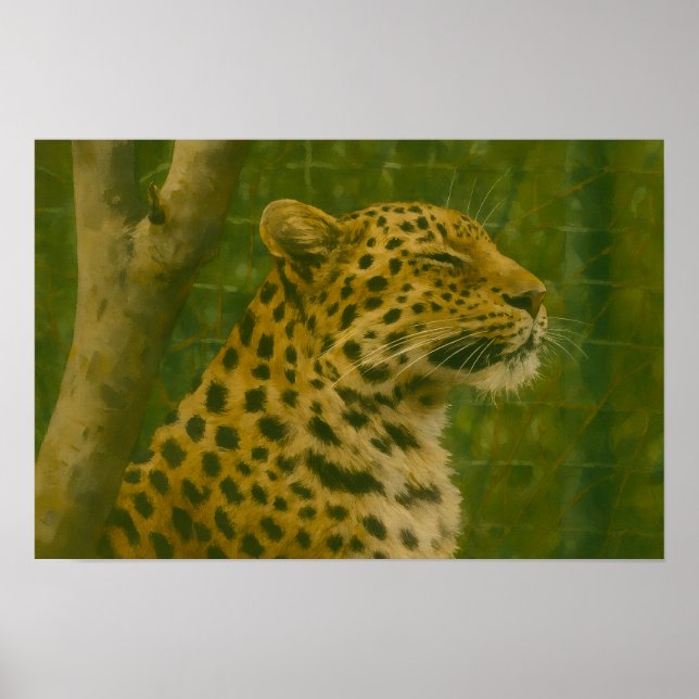 Resting Leopard in Sanctuary Setting Poster (Front)